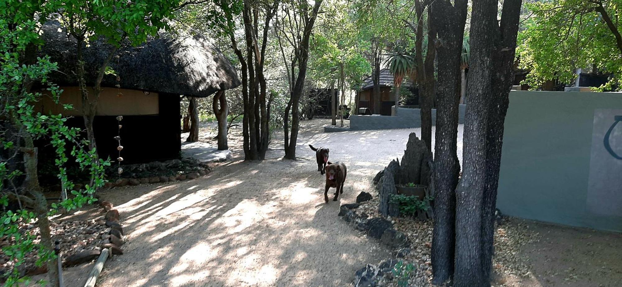 Off Beat Safaris Bush Lodge هويدزبروت المظهر الخارجي الصورة